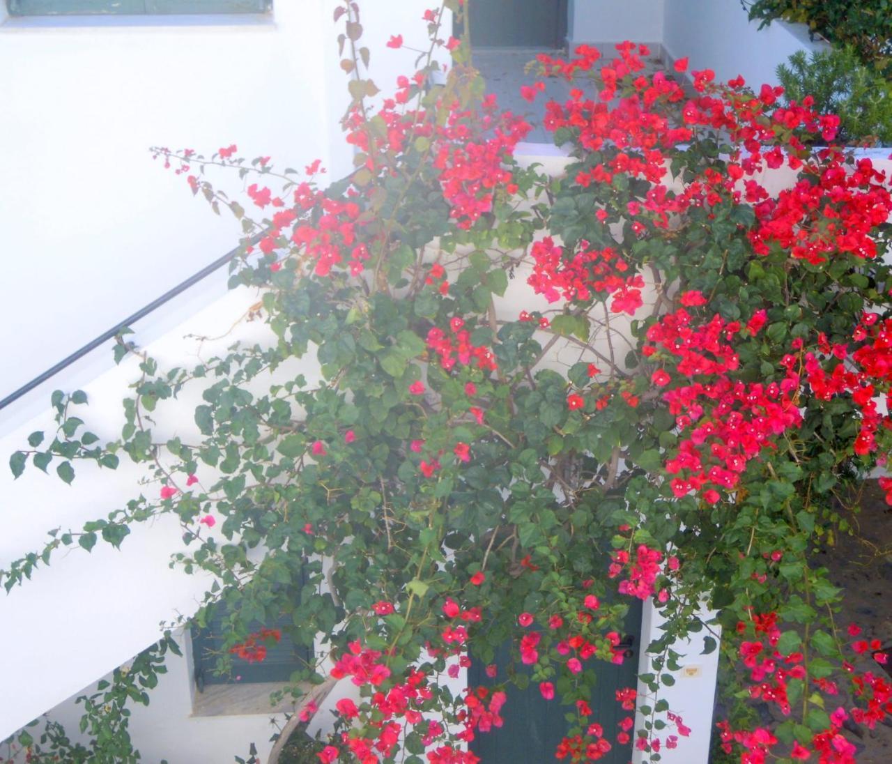 Palemilos * Elounda